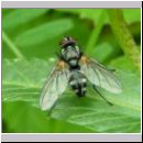 Sarcophaga sp - Fleischfliege 04b.jpg